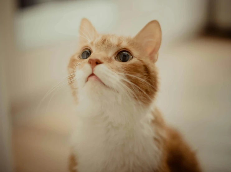 an orange and white cat looking upward with its eyes wide open