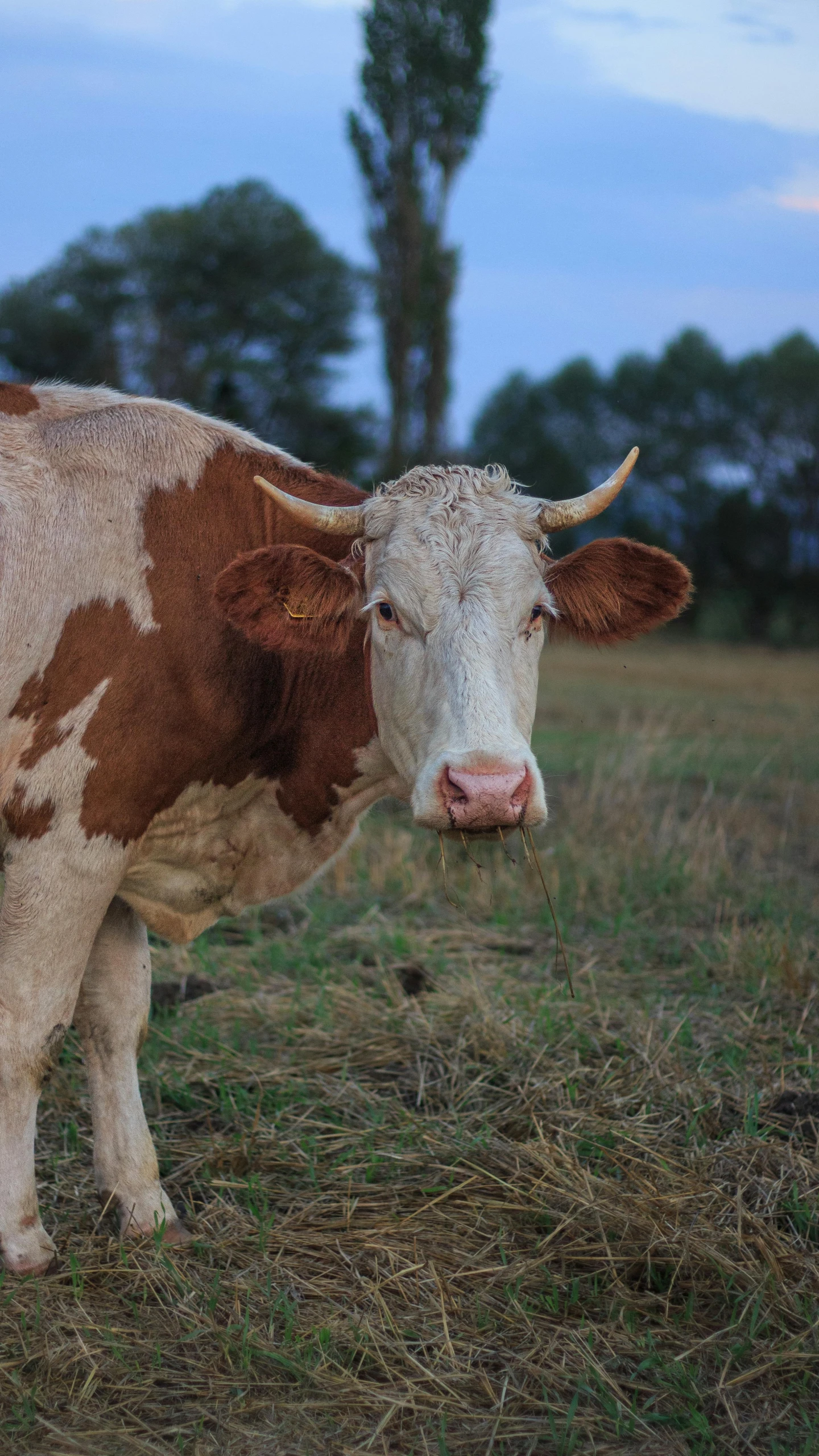 a brown and white cow standing in a field