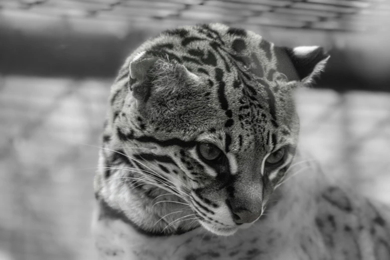 a black and white po of a leopard's face