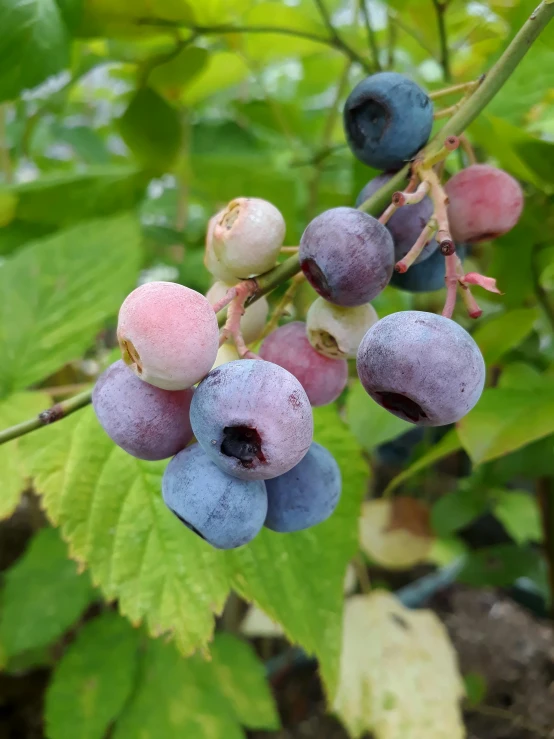 berries on a tree, some green leaves and some purple berries