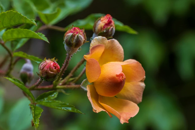 the petals of this flower are beginning to yellow