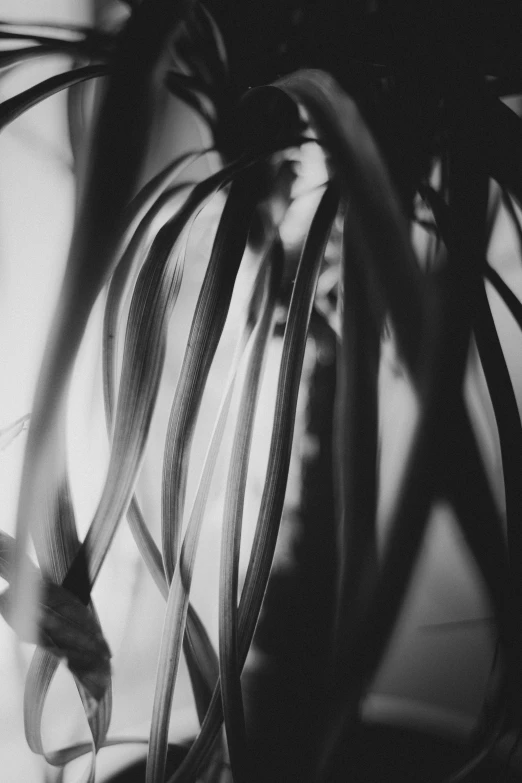 a plant that is in a vase on a table