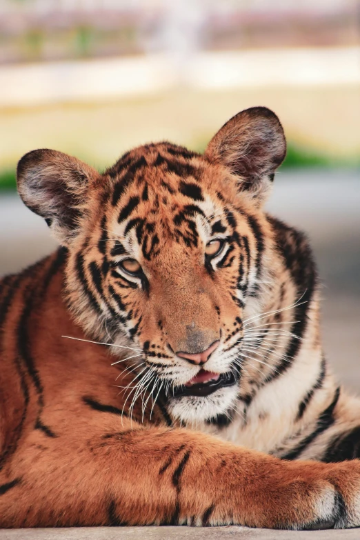 tiger cub in front of a building, resting on ground