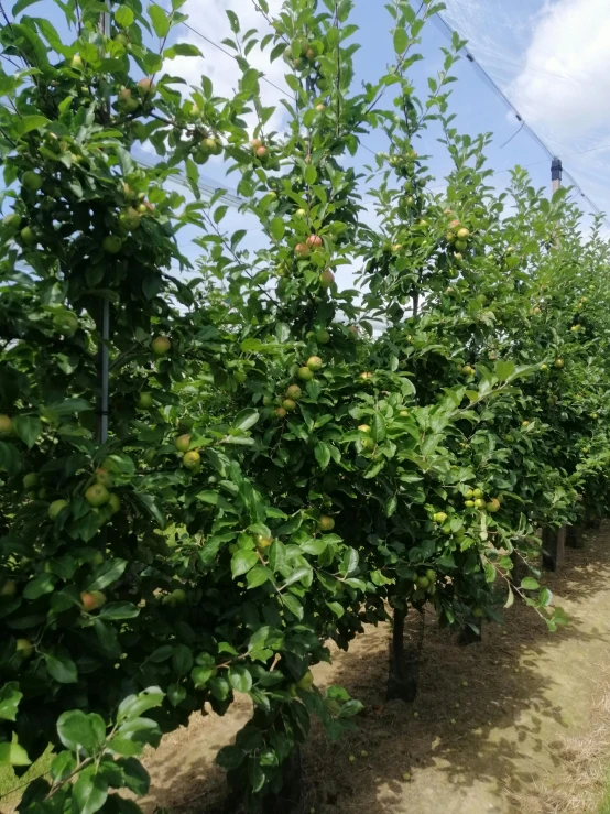 a line of trees are in the middle of an orchard