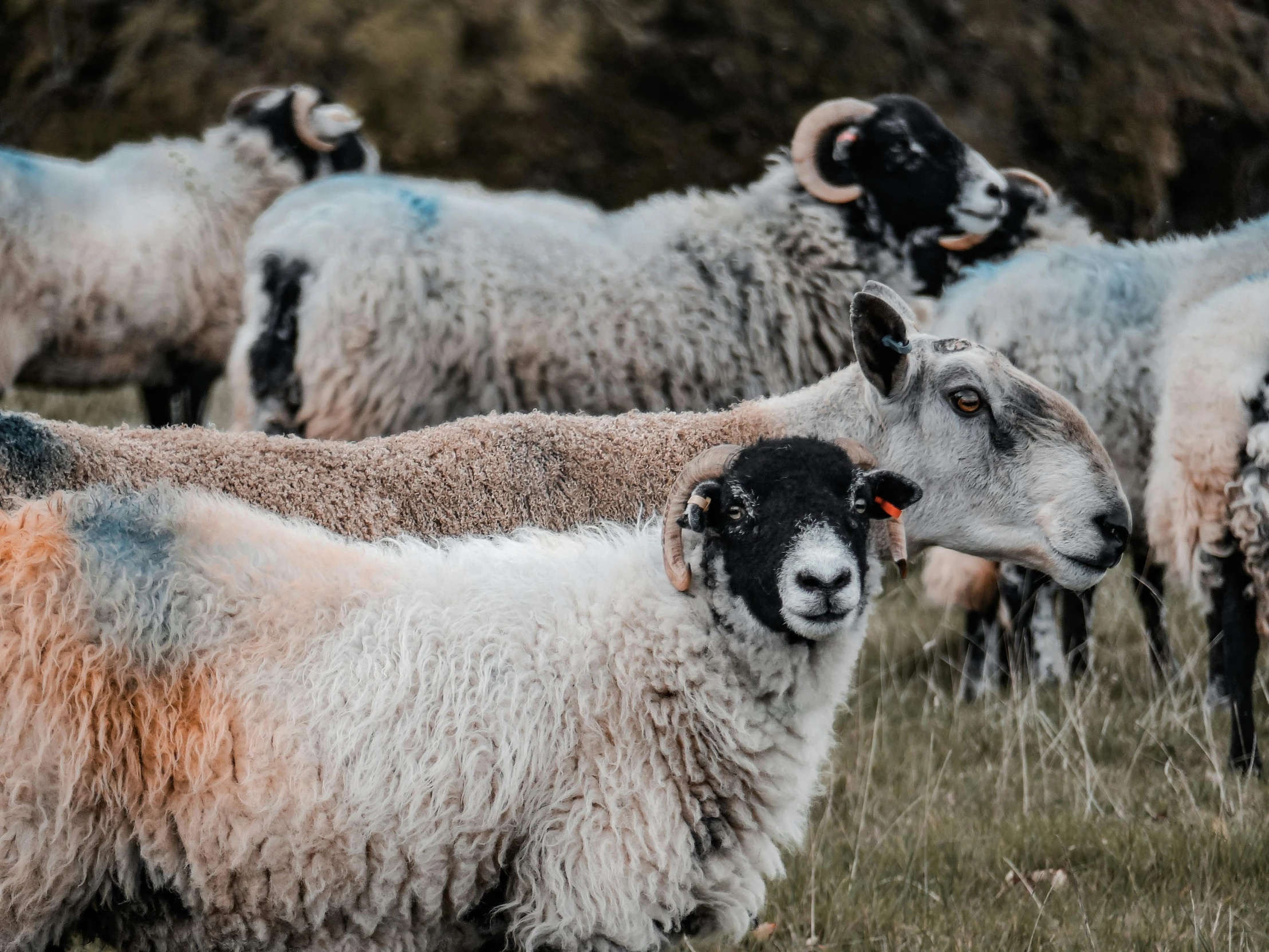 a number of sheep standing in a field