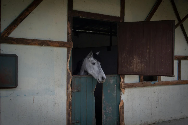 a horse in its stall is peeking from the other side