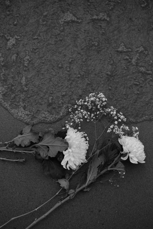 white flowers are sprig from the ground by some water