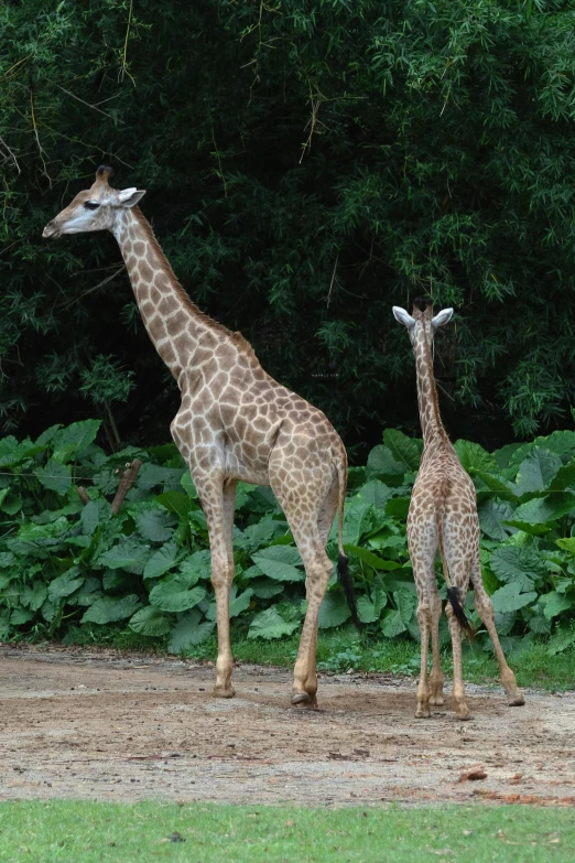 two giraffes walking along the dirt by a field