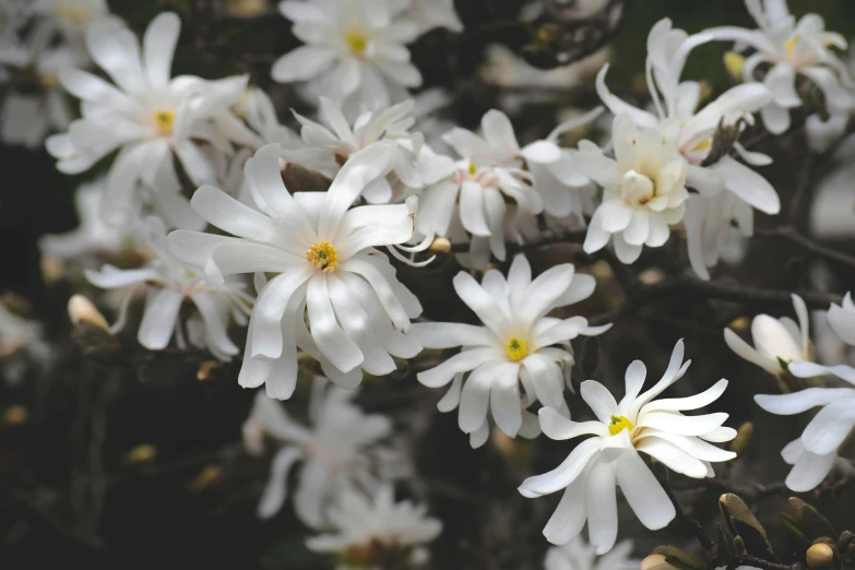 some white flowers are blooming out of the ground