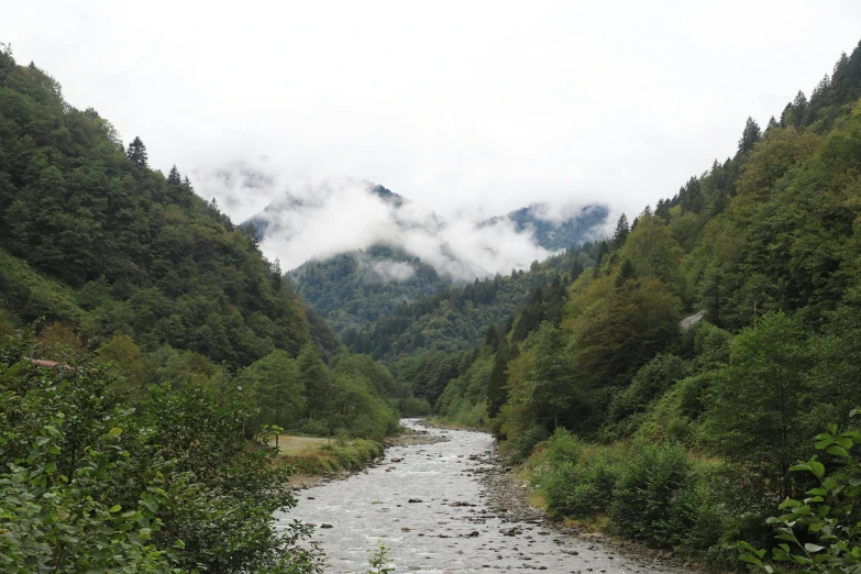 stream in the mountains near trees and flowers