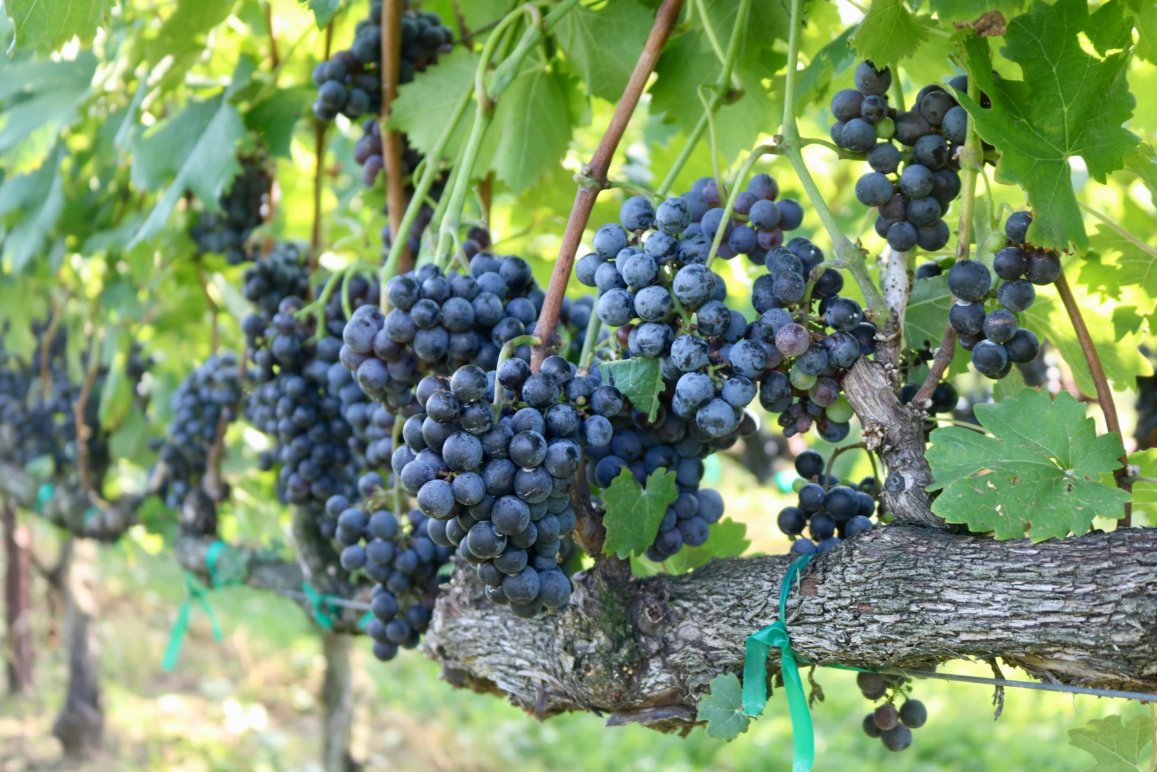 blue gs hang from the vine of an old vineyard