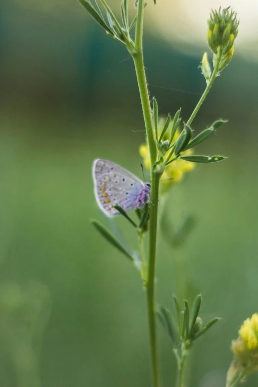a blue and yellow erfly rests on a green plant