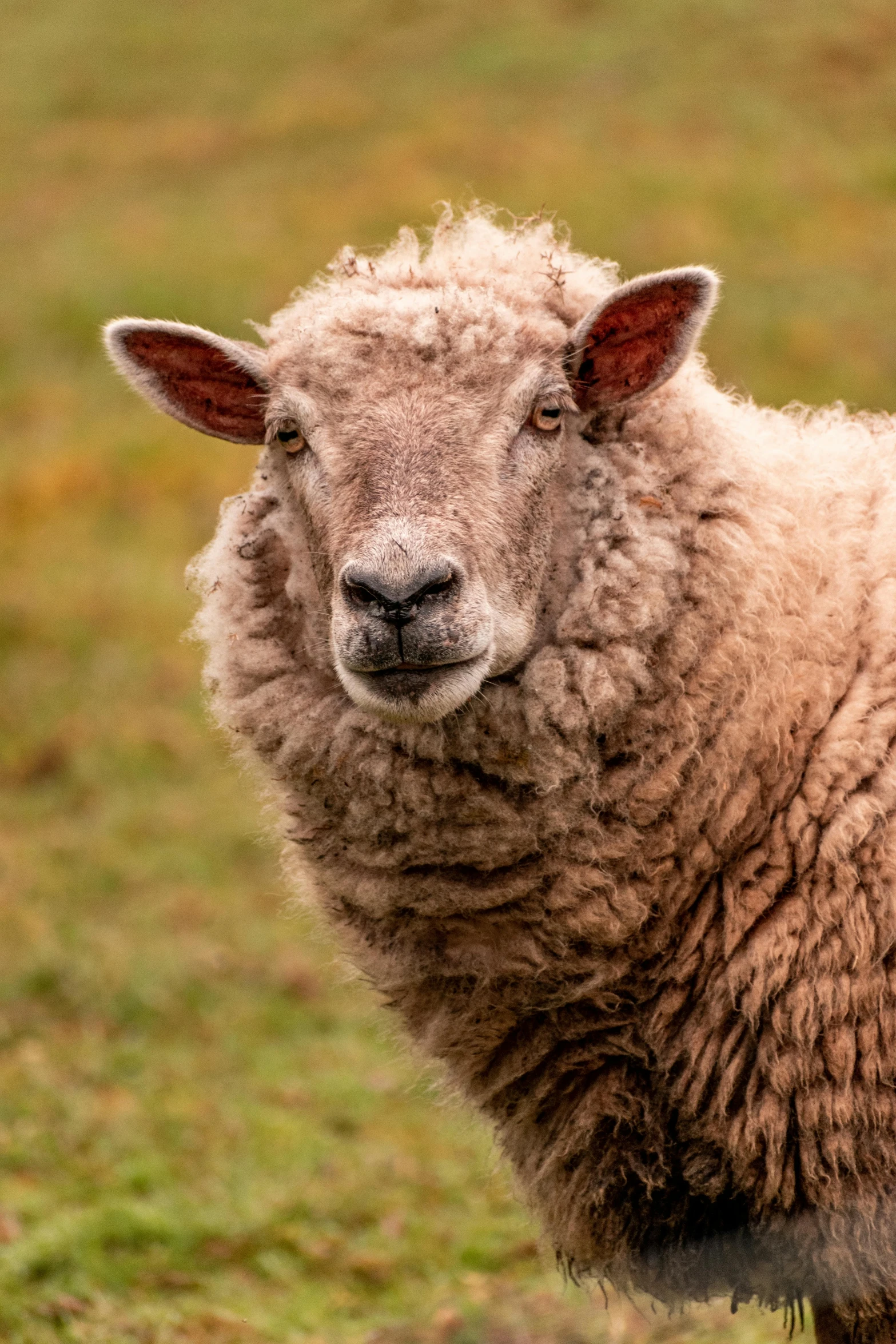 an adult sheep standing in a field with other sheep