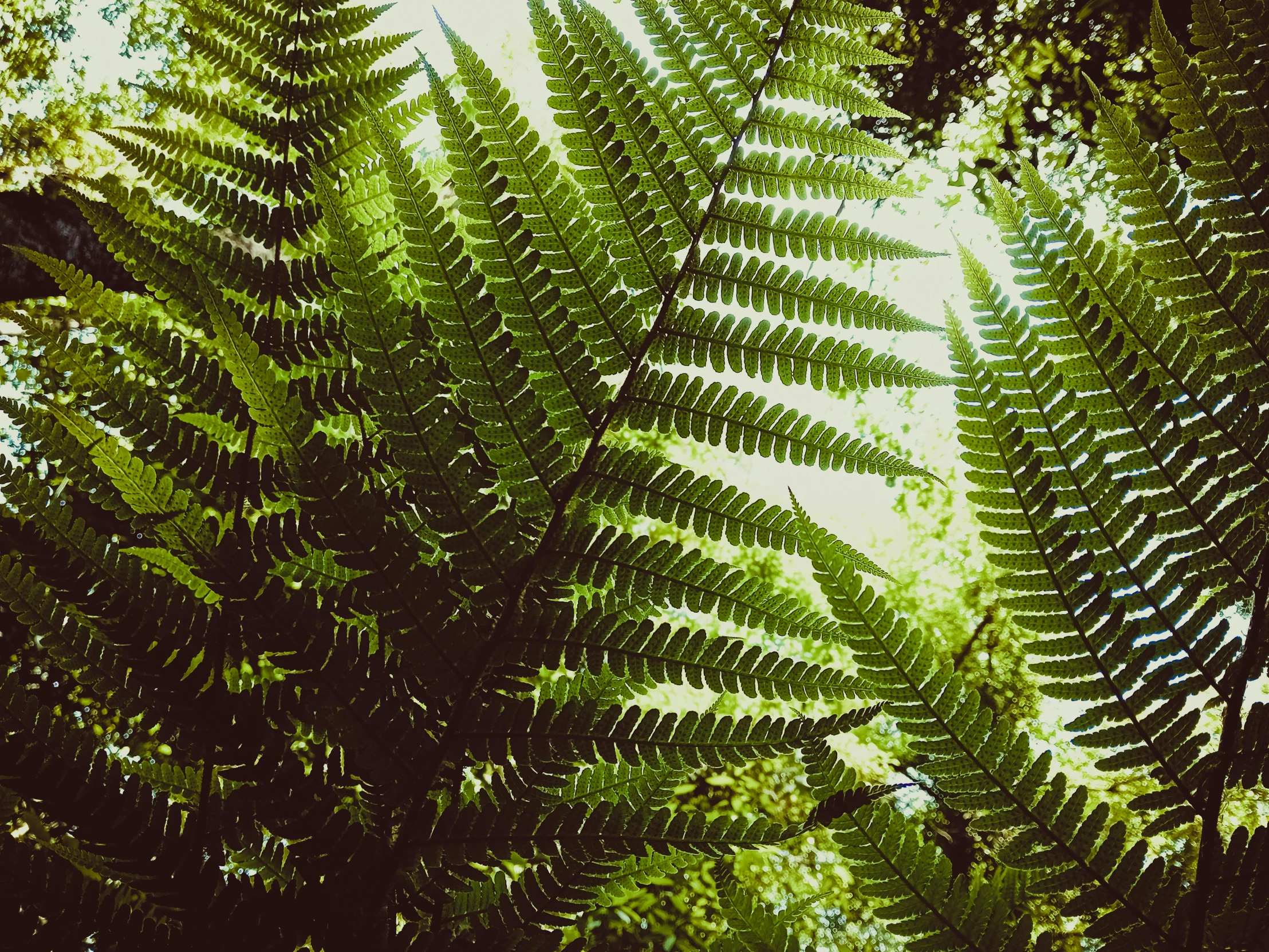 there is a lush, green fern tree in the woods