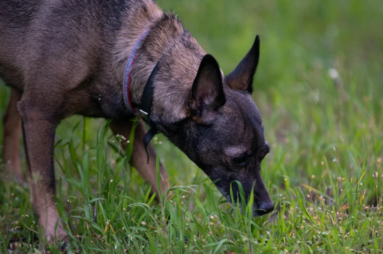 a dog sniffing soing in the grass on a rainy day