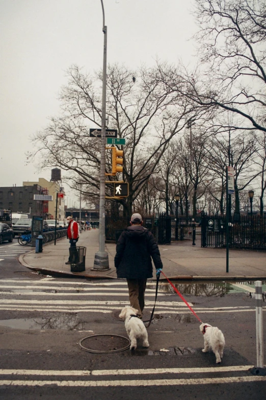 the man has three dogs on leashes as he walks through the cross walk