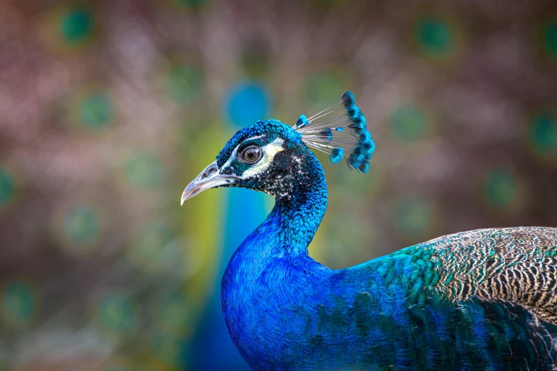 a peacock is standing with feathers spread out and its feathers are green