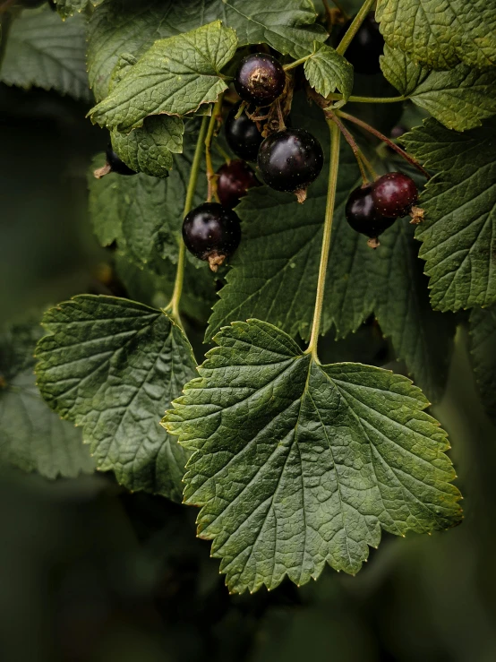 a nch with ripe fruit hanging from it