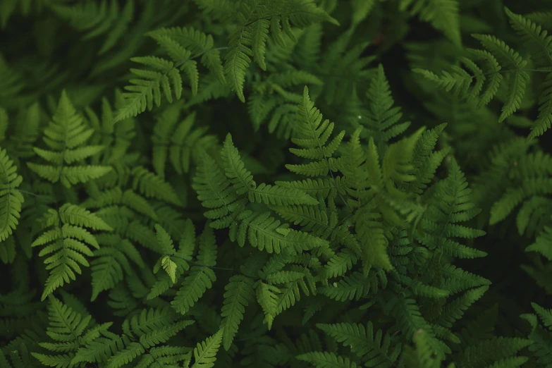 green leaves close up that looks like they could be a background