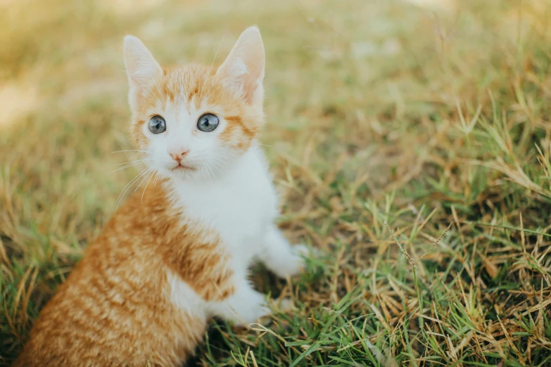 an orange and white cat on some grass