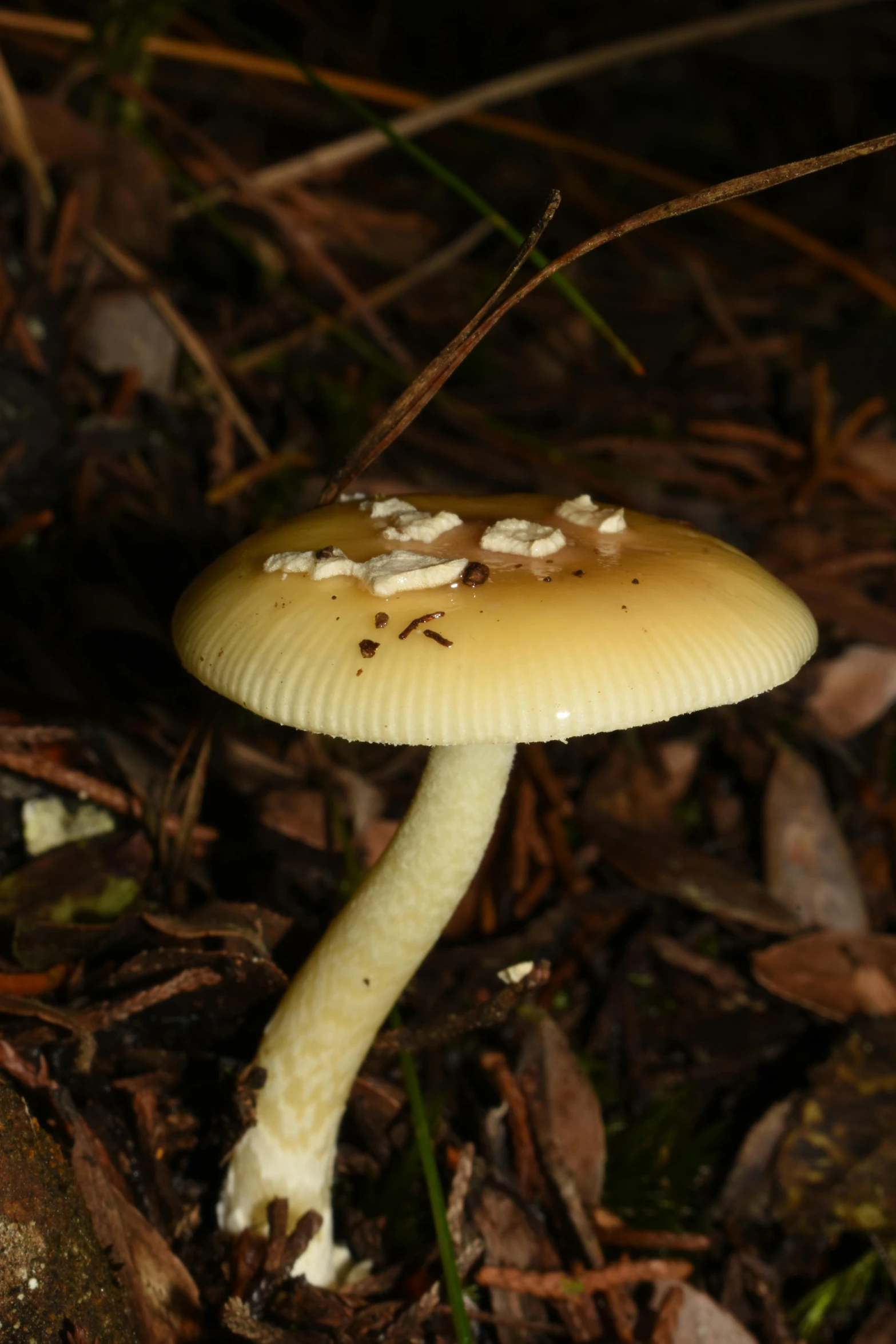 a mushroom with a lot of dirt on it