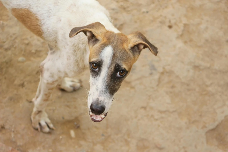 an adorable white and brown dog with a happy look