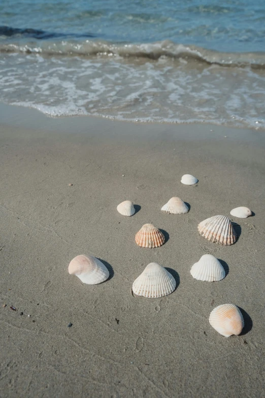 several seashells are on the sand near the water