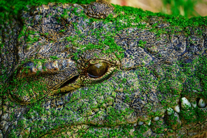 an alligator's face covered in moss and lichen