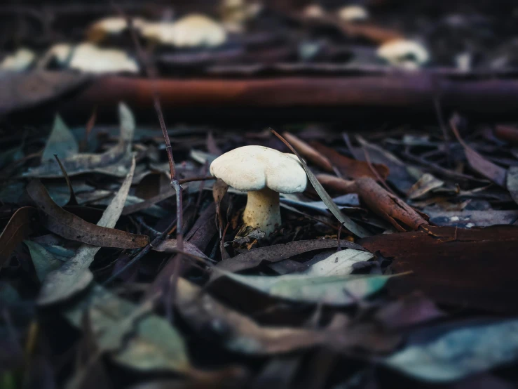 a single mushroom on the ground in front of some plants