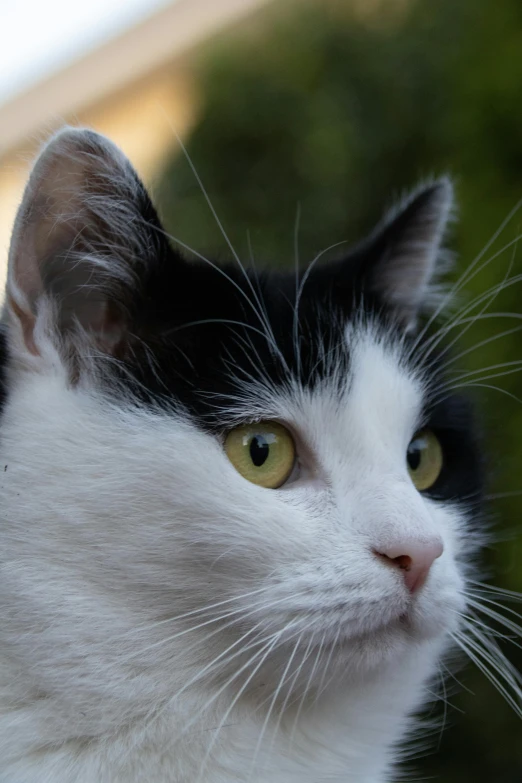 a black and white cat looking to the left