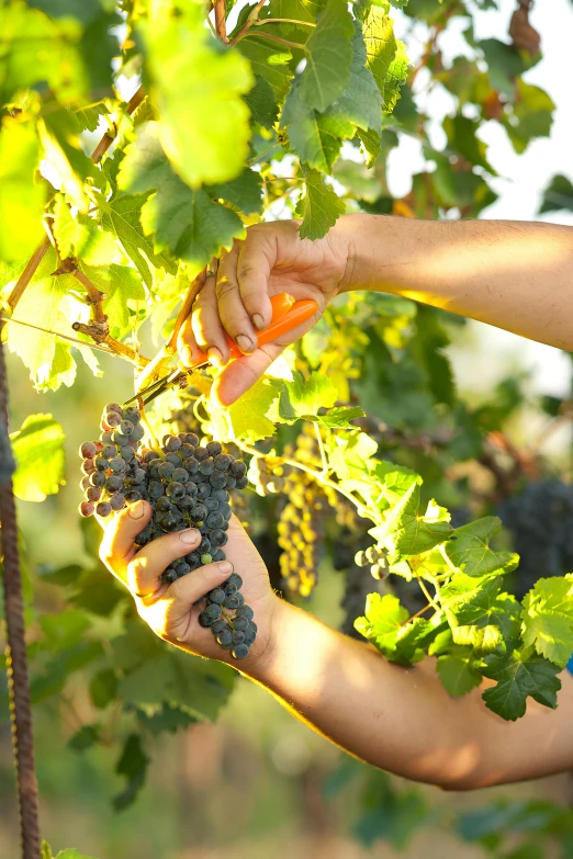 woman with orange gloves holding gs in a vineyard