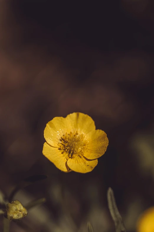 a yellow flower that has just taken off a plant