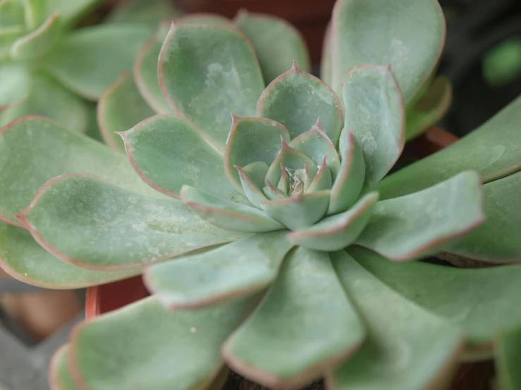 an succulent plant in a pot with green and pink stripes