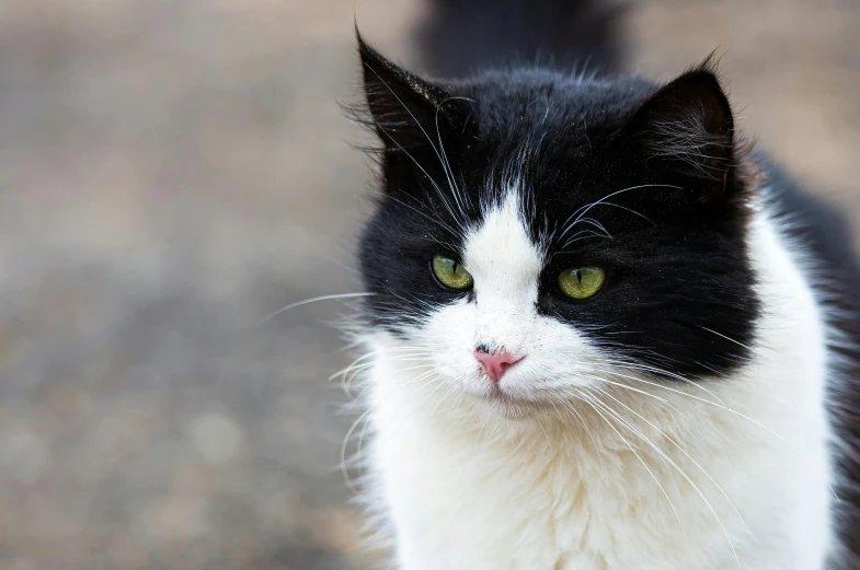 a black and white cat stares intently into the camera