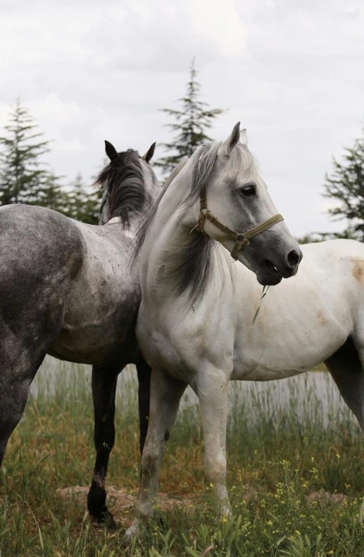 two horses standing in the grass beside each other