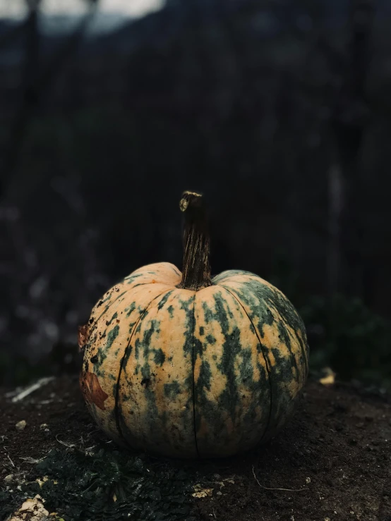 a little pumpkin sits on the ground in front of a group of trees