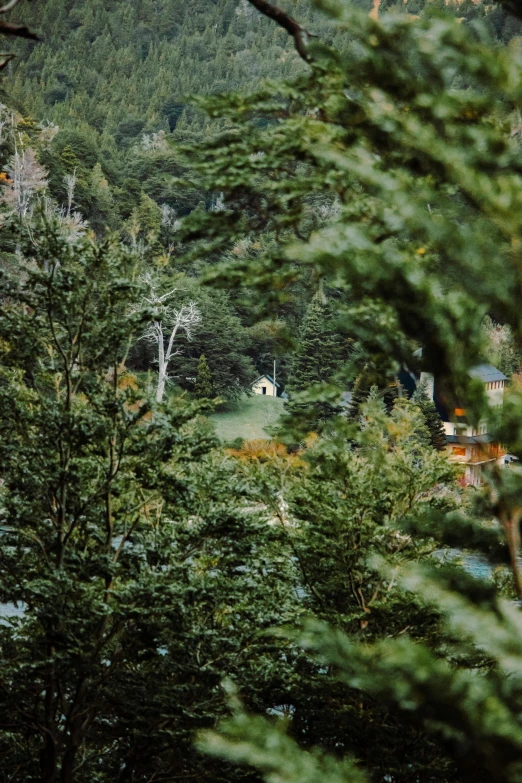 a green landscape with trees and a distant house