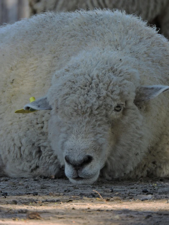 a sheep laying on the ground in a field