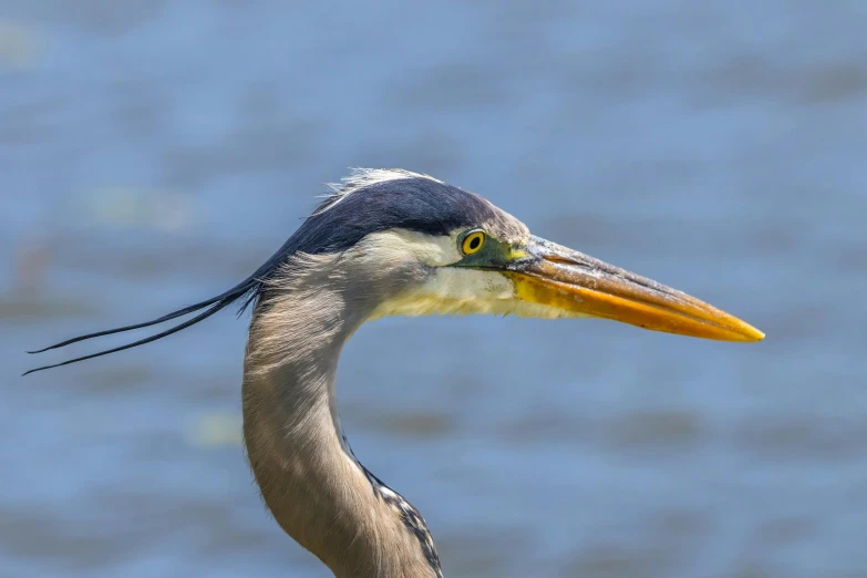 an image of a bird that is in the wild