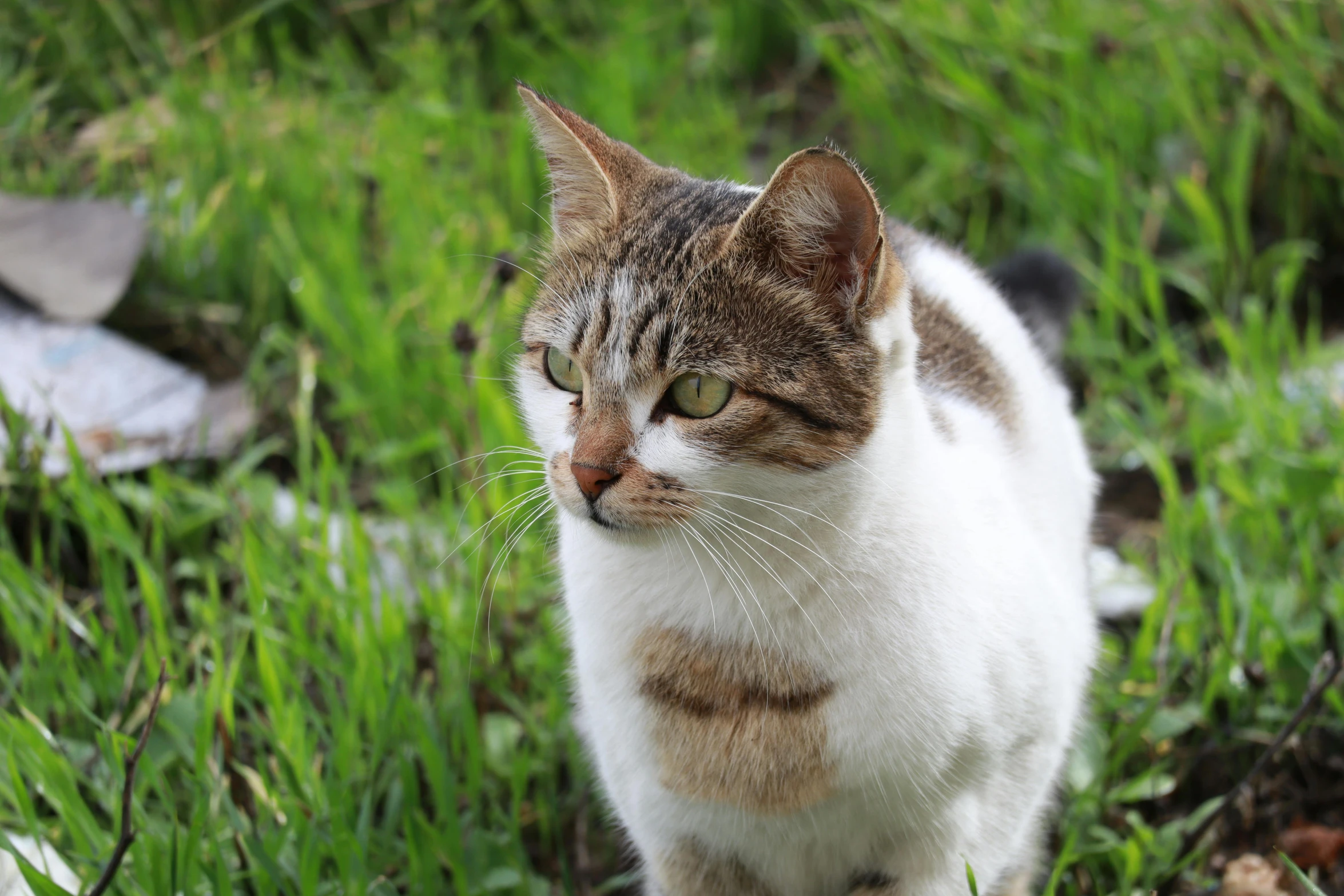 a cat standing in some green grass and looking up