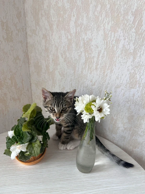 a grey and white kitten next to a vase and flowers