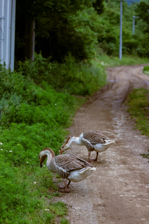 three ducks stand on the side of a dirt road