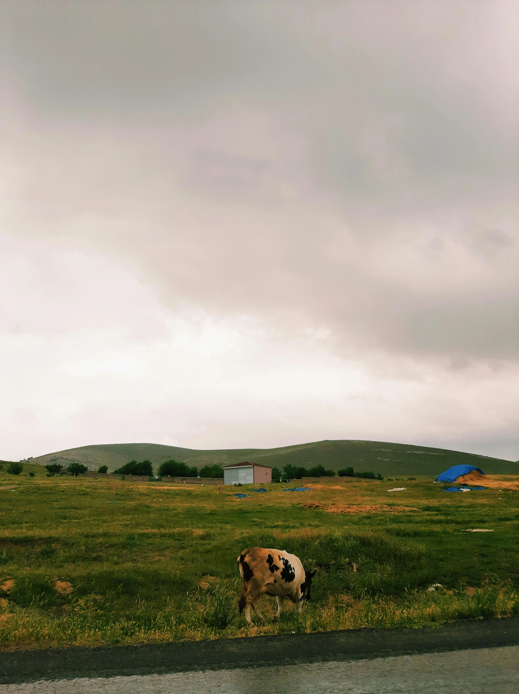 a brown and black cow grazing in a field