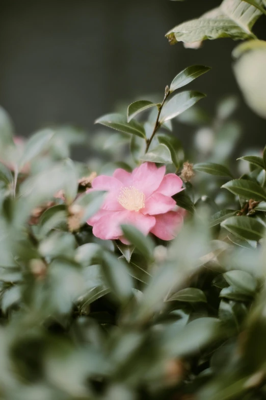 an image of a close up of flowers