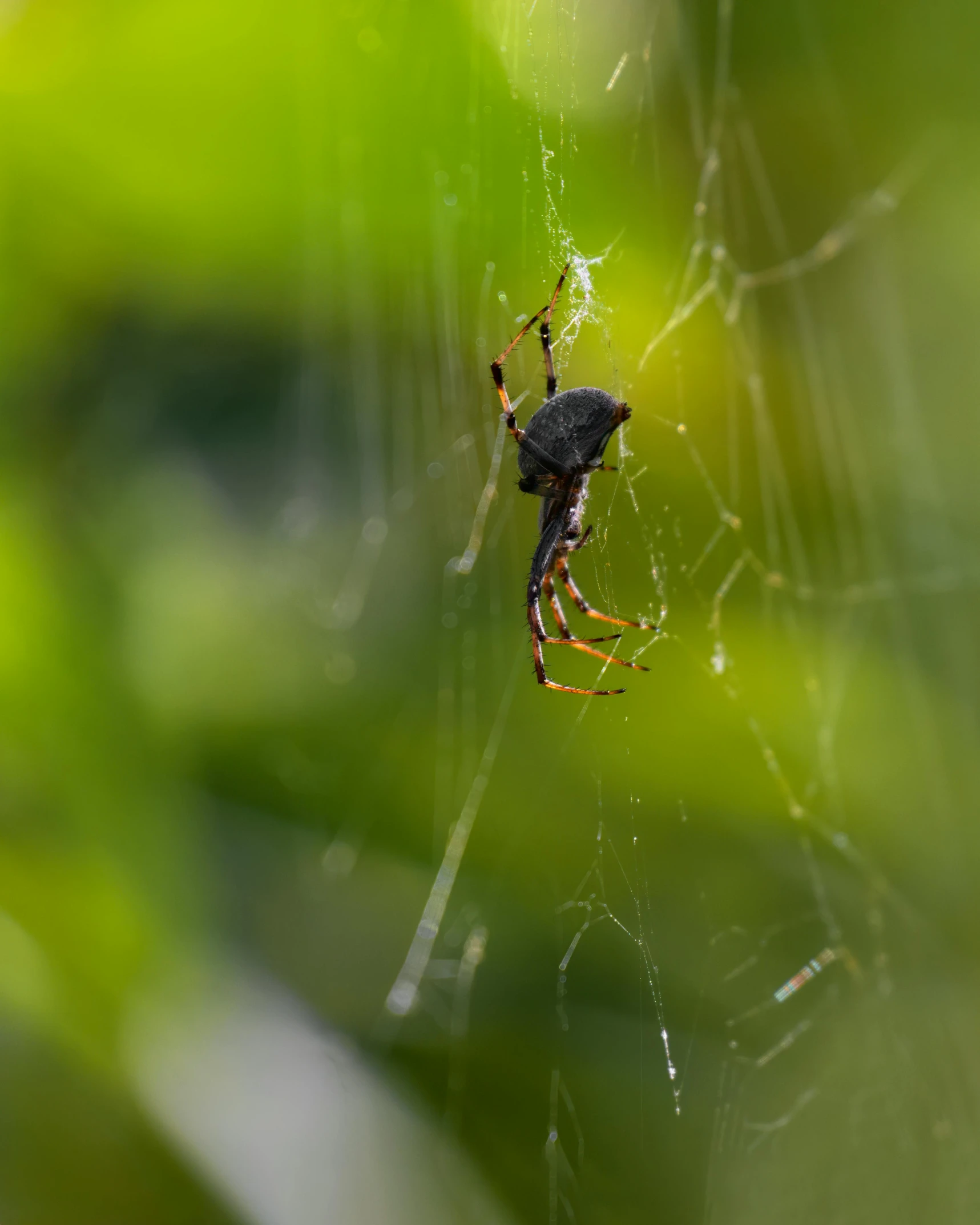 spider weaving its web in the middle of a garden