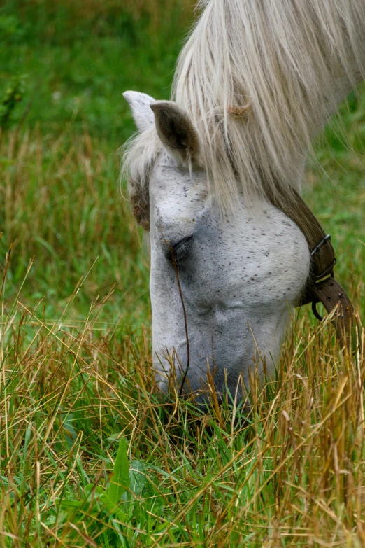 a white horse eating grass in a field