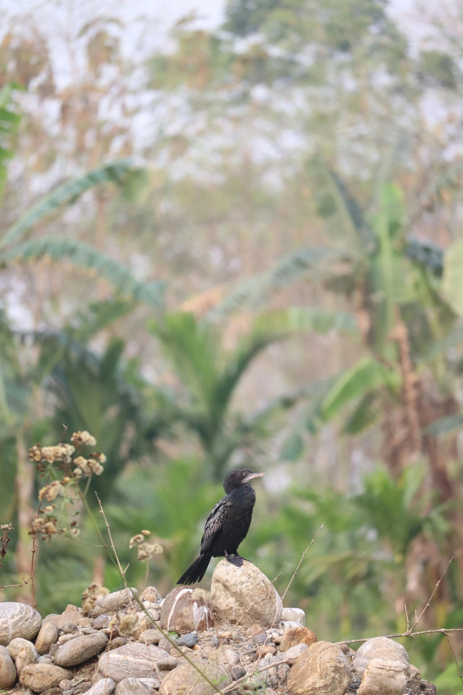 the small bird is sitting on the rocks