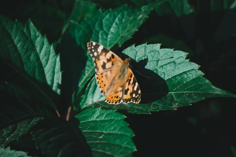 a erfly resting on a large leaf