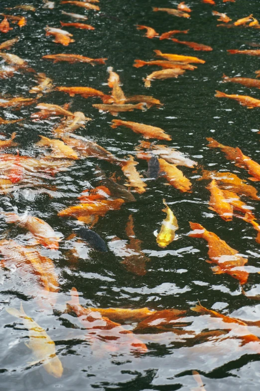 many different fish swimming in the water together