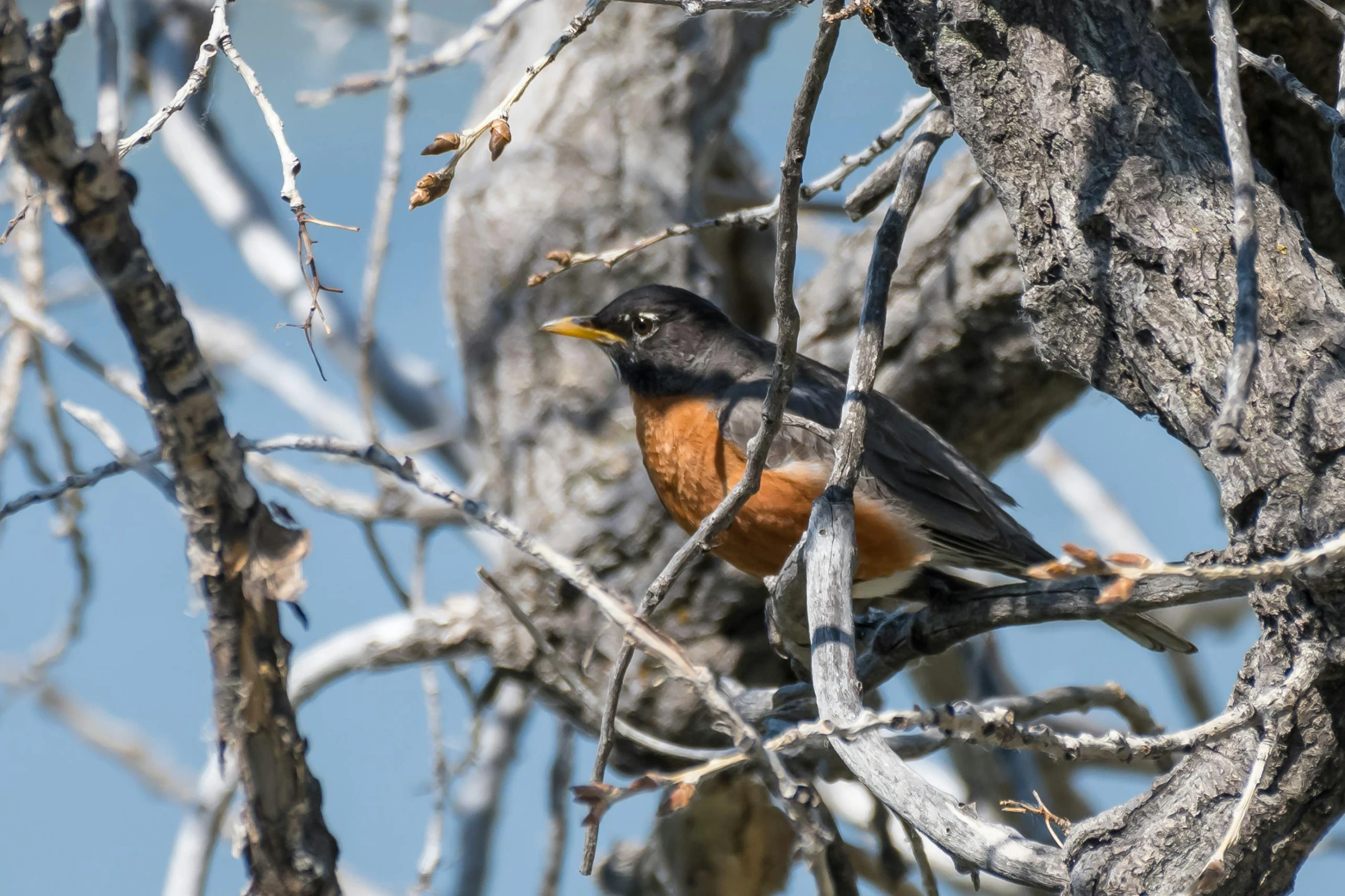 a bird is perched on the bare nches of a tree